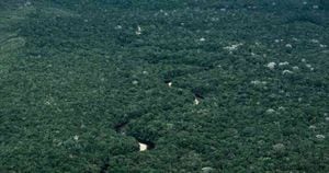 Los bosques, en especial los amazónicos, son cruciales para mitigar el calentamiento global, controlar la erosión, darle fertilidad al suelo y hacer control biológico. Foto: FDCS