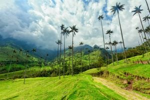 El valle del Cocora es uno de los lugares más bellos que tiene Colombia