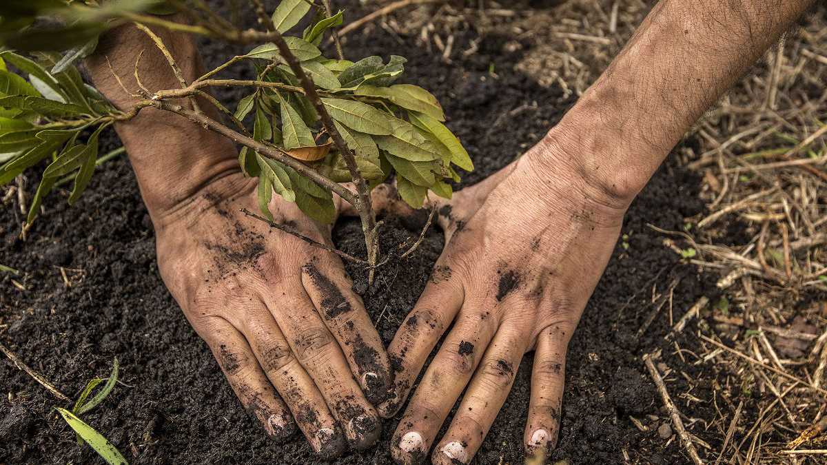 En la sembratón propuesta por el Banco Agrario se plantarán más de 100 mil árboles de diferentes especies