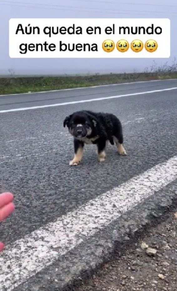 Perro es rescatado a orillas de una carretera. El momento se vuelve viral.
