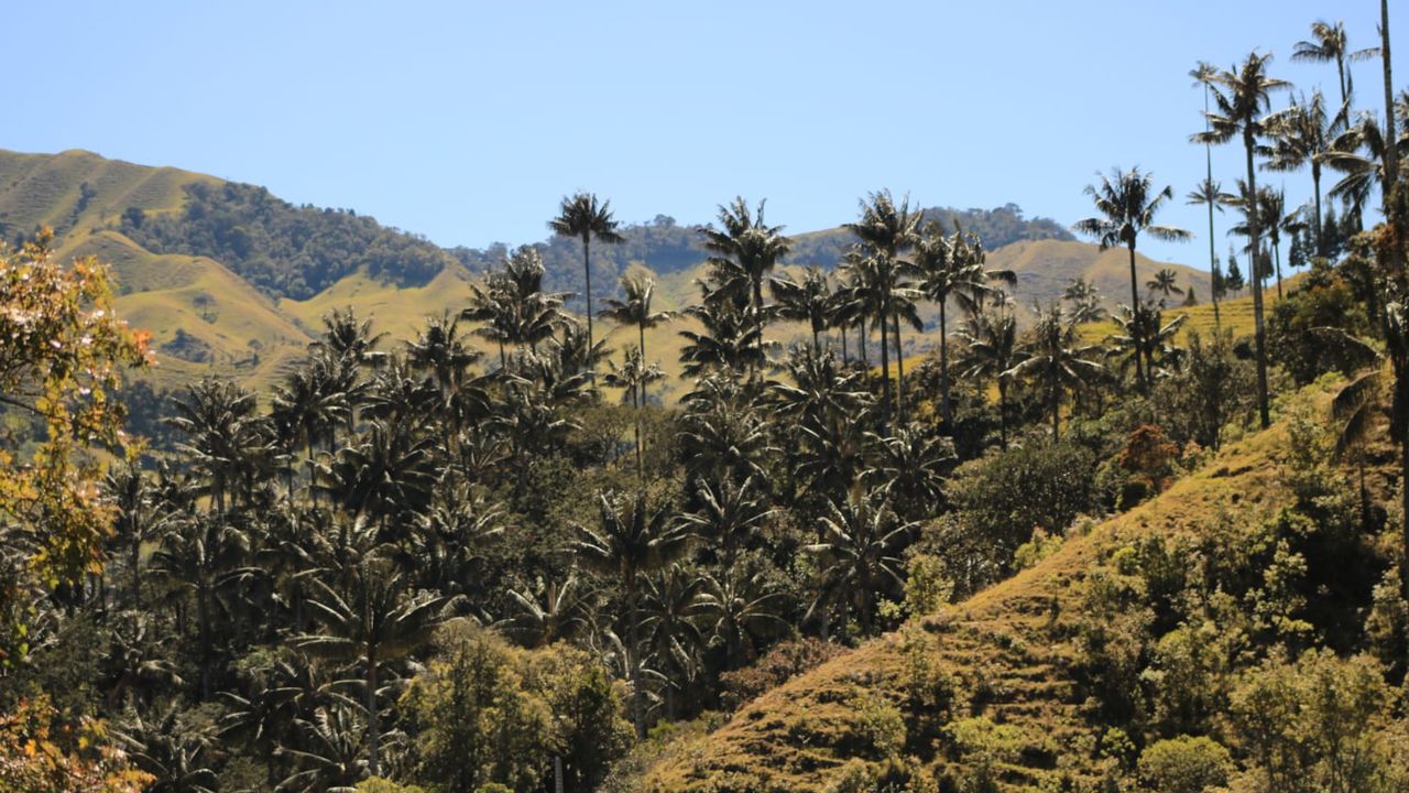En el corregimiento de San Félix se encuentran los bosques de palma de cera más grandes del mundo.