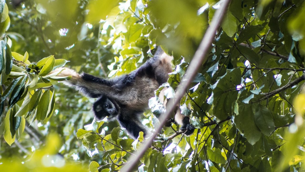 Este mono araña es el sembrador del bosque, por eso su conservación favorece la presencia de muchas otras especies de animales y plantas que también hacen parte de ese ecosistema.