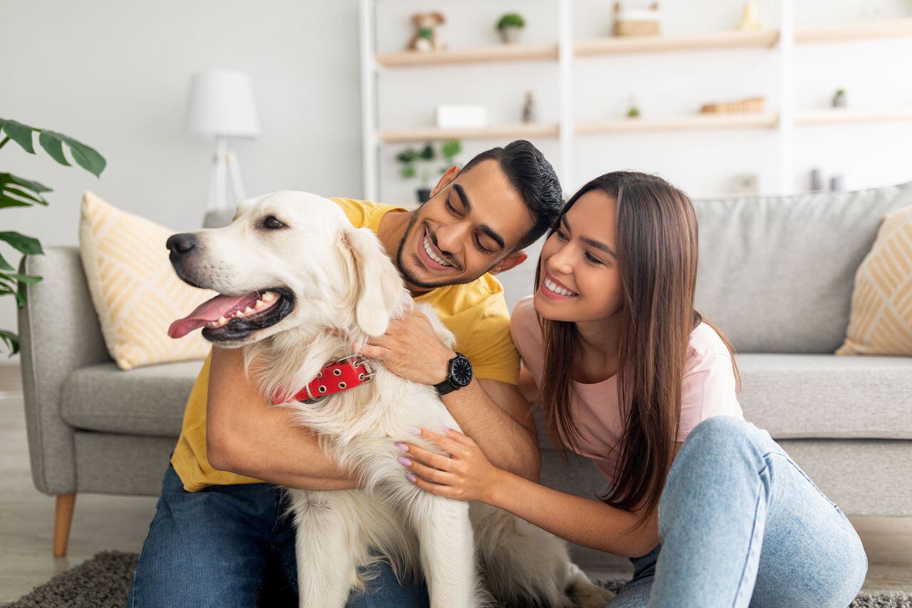 Personas acarician a un perro.