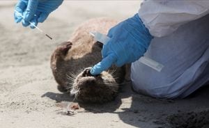 Un miembro del personal del Servicio Nacional Forestal y de Fauna Silvestre (SERFOR) revisa una nutria que murió, en medio de un aumento de casos de infecciones de gripe aviar, en la playa de Chepeconde, en Lima, Perú