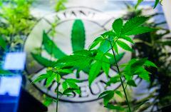 Una planta de cáñamo tipo "Fedora 17", baja en THC, crece en el Museo del Cáñamo de Berlín mientras el Bundestag (cámara baja del parlamento alemán) votará sobre la despenalización del cannabis, el 23 de febrero de 2024.