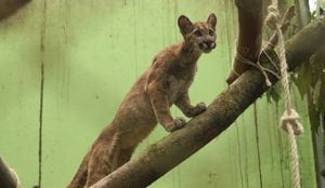 Puma hembra rescatada en Bogotá, fue reubicada en Boyacá