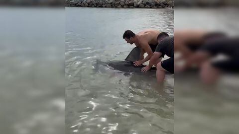El tiburón se había enredado a una red cerca a una playa.