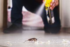 Ante una plaga de cucarachas, los insecticidas no son del todo efectivos.
