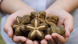El fruto de  Sacha Inchi ha ganado poco a poco popularidad para la elaboración de diversos productos.