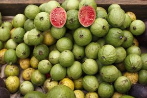 La guayaba es una fruta que se da durante todo el año.