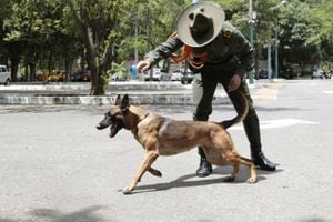 Jely, la perrita antiexplosivos que murió tras una acción terrorista del ELN, en Cúcuta