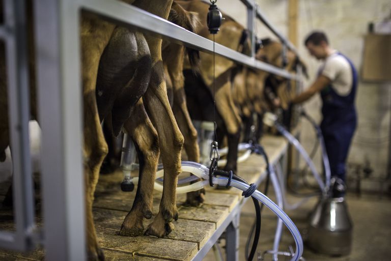 La leche ayuda a combatir el colesterol, la anemia y la osteoporosis.