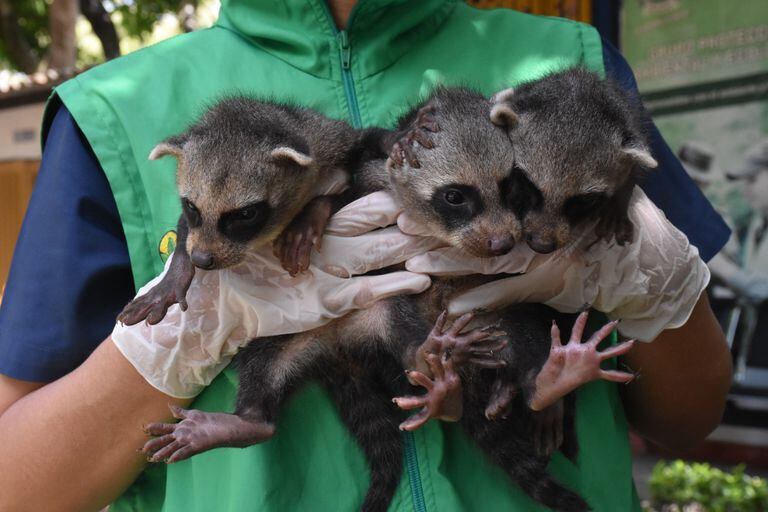 Las tres crías de mapaches rescatadas en Huila.