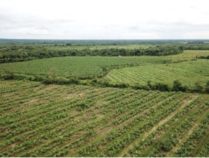 Plantaciones de plátano cultivado con la técnica de agricultura regenerativa.