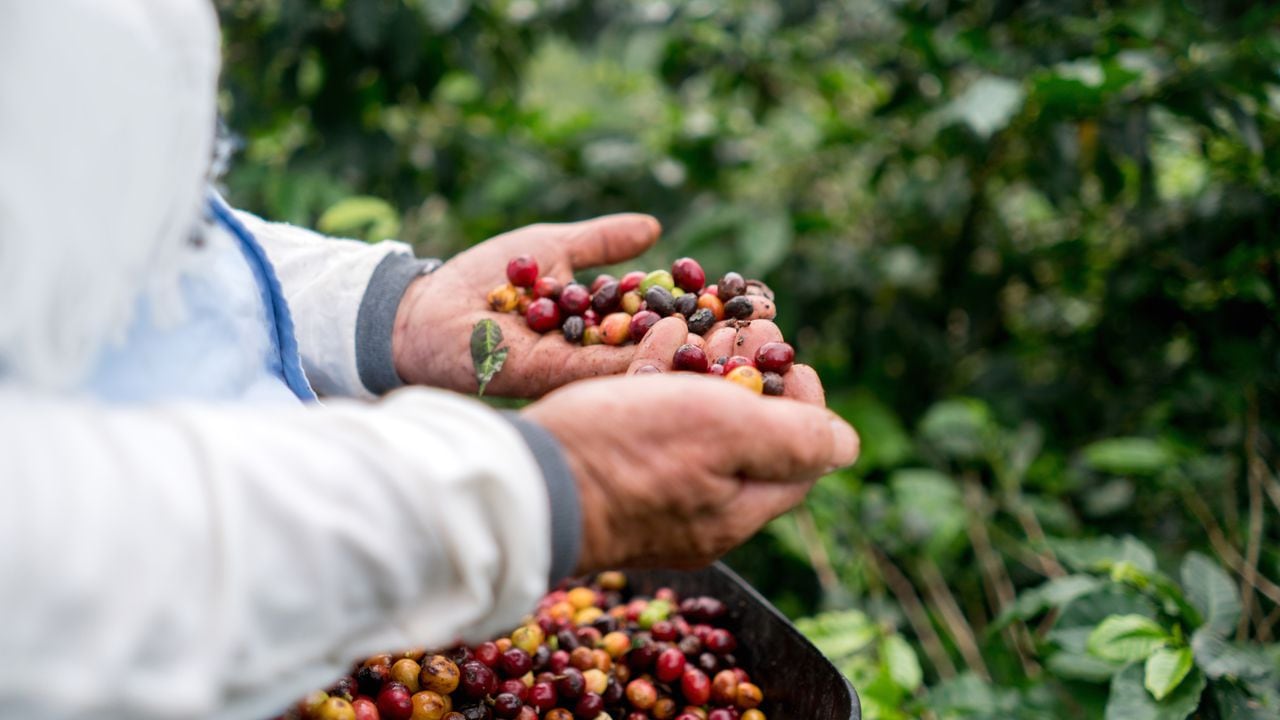 La cosecha cafetera superó los 3,2 millones de sacos entre enero y marzo del 2021; un 13 por ciento más que lo registrado en el primer trimestre de 2020, según cifras de la Federación Nacional de Cafeteros de Colombia.
