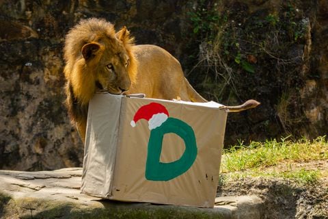 Los animales buscaron los regalos dentro de las cajas.