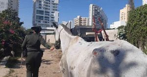 Los caballos rescatados registraban laceraciones en varias partes de su cuerpo y desnutrición. Foto: Policía Nacional. 