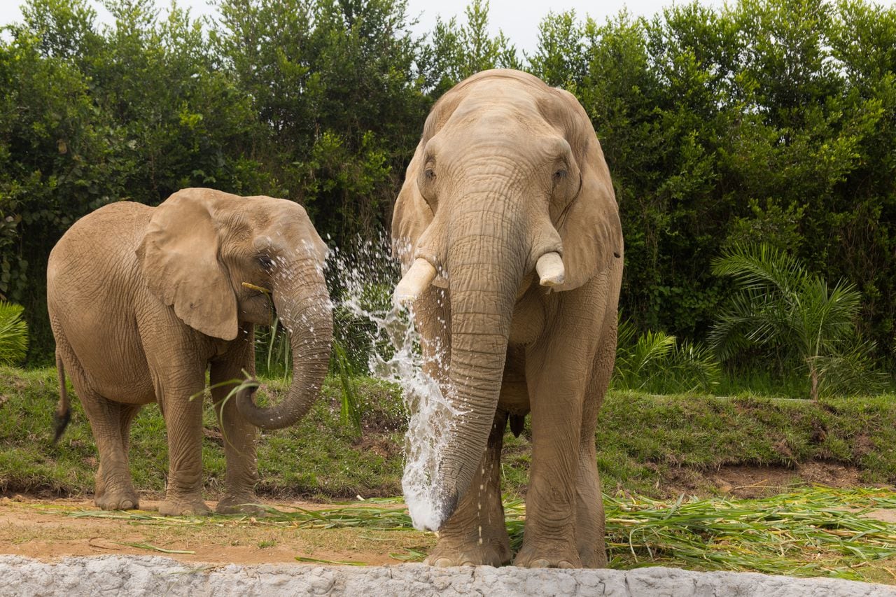 Los elefantes son algunos de los animales exóticos que hacen vida en el Bioparque Ukumarí.