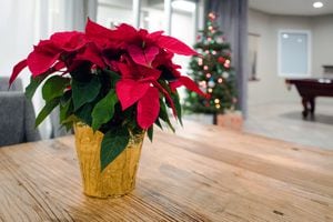 poinsettia - flor de la Navidad - plantas Nochebuena