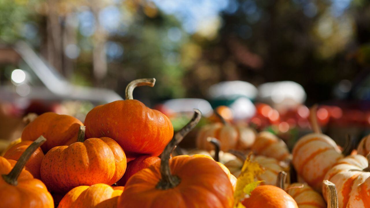 Calabaza, ahuyama, auyama