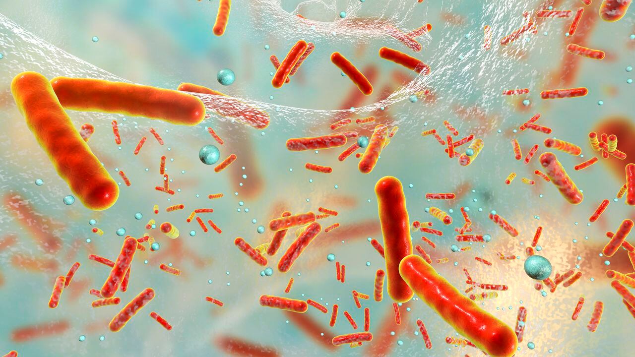 Foto de referencia sobre bacterias multirresistentes