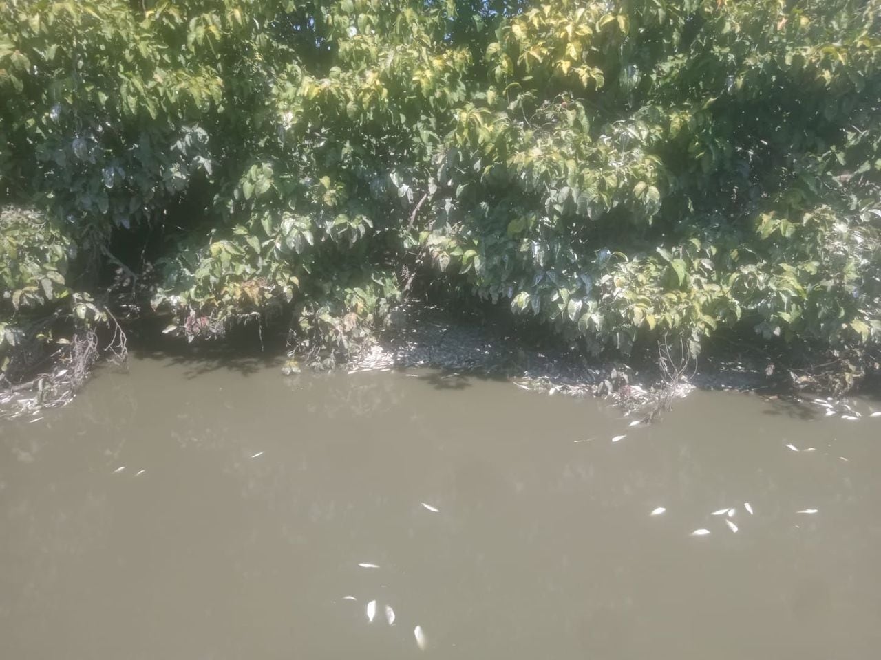 Reportan mortandad de peces por bajo nivel del río Magdalena