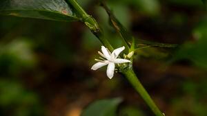 El café, antes de germinar en un grano, suelta una flor blanca que decora los sembrados