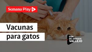 Vacunas para gatos | Enrique Vallejo en Salud Animal