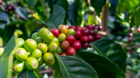 Seis emprendimientos con sello de café colombiano