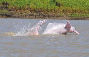 El delfín rosado, que alcanza a medir hasta 2,8 metros de largo, se ha visto fuertemente impactado por las actividades antrópicas.