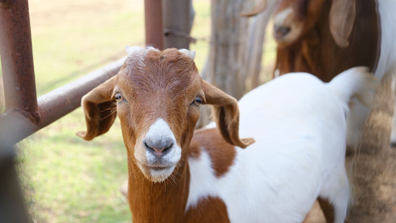 young Boer goat face close up on farm