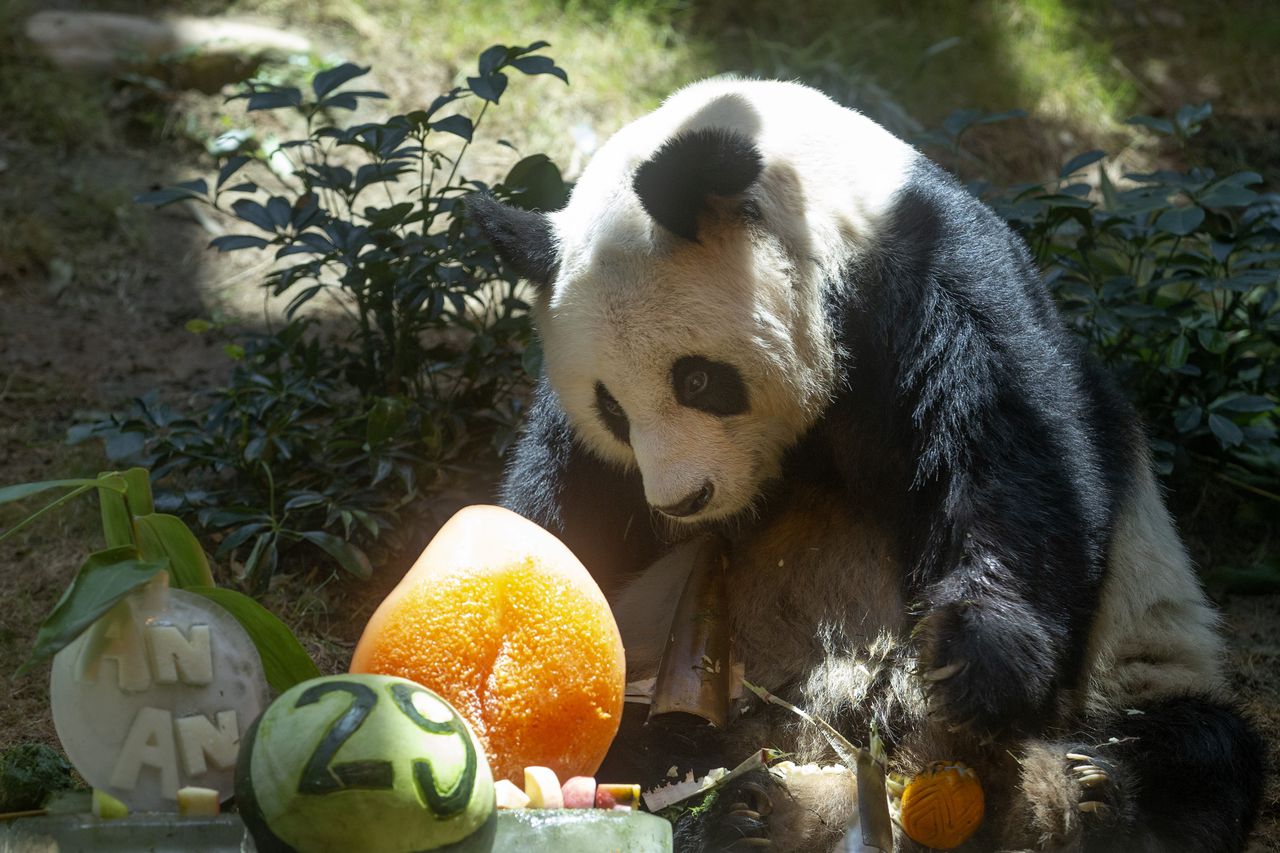 El panda An An