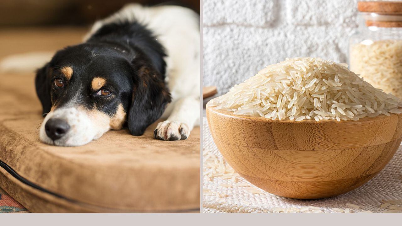 El arroz puede ser un buen complemento de la alimentación de su perro