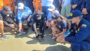 Así fue la liberación de cuatro tortugas marinas y un tiburón nodriza que quedaron atrapados en una red de pesca artesanal