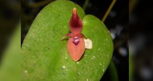 La nueva orquídea fue llamada como Pleurothallis villahermosae, en reconocimiento al municipio de Villahermosa, donde fue encontrada.