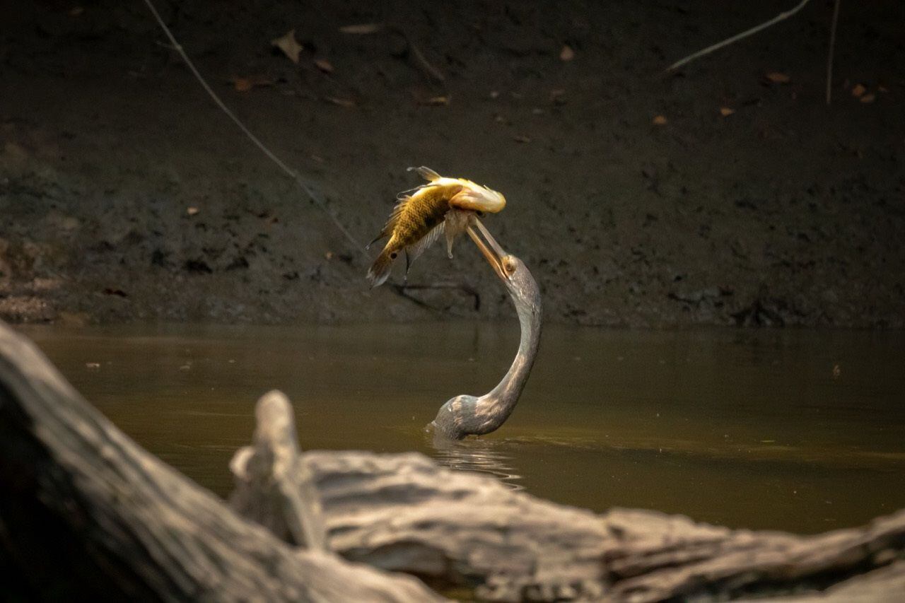 Peces en el río Magdalena