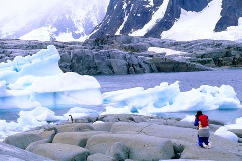 El turista admira a los pingüinos de Adelie en la isla de Petermann Antártida.