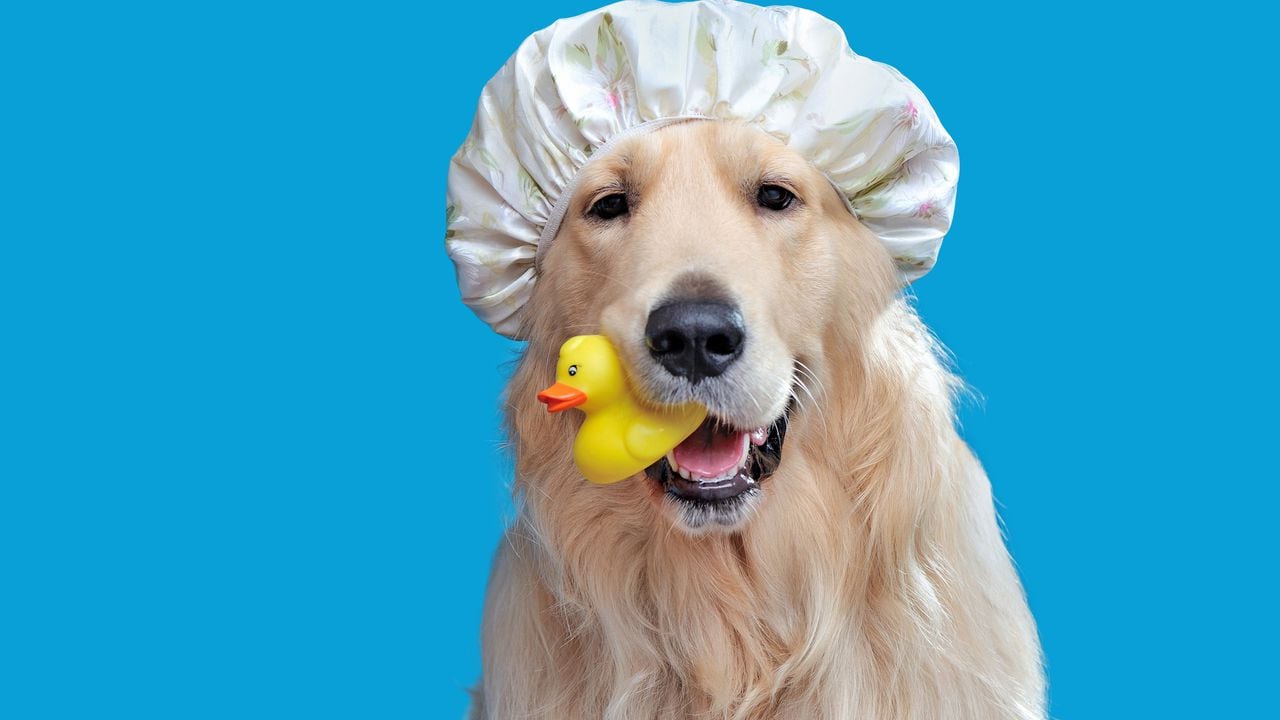 ¿Qué factores son esenciales al bañar a un perro de manera adecuada? Aquí lo explicamos.