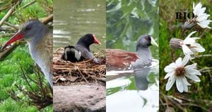 Varias especies de la fauna y flora colombiana han sobrevivido a la contaminación de la cuenca media del río Bogotá. Fotos: Fundación Humedales Bogotá.