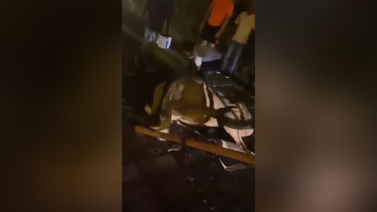 Video en el que se ve como un caballo se desploma en Cartagena se viralizó por maltrato animal.