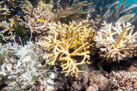 Los arrecifes están perdiendo su color por las altas temperaturas