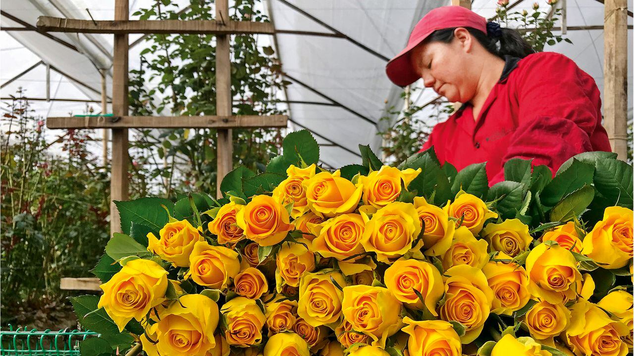 NO USAR, USO EXCLUSIVO MEJOR COLOMBIA, Especial Mejor Colombia, Sectores