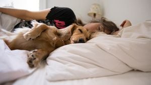 La cuestión de si es malo o no dejar que el perro duerma en la cama de las personas es un tema que ha generado opiniones divididas entre amantes de los perros, propietarios de mascotas y expertos en comportamiento animal.
