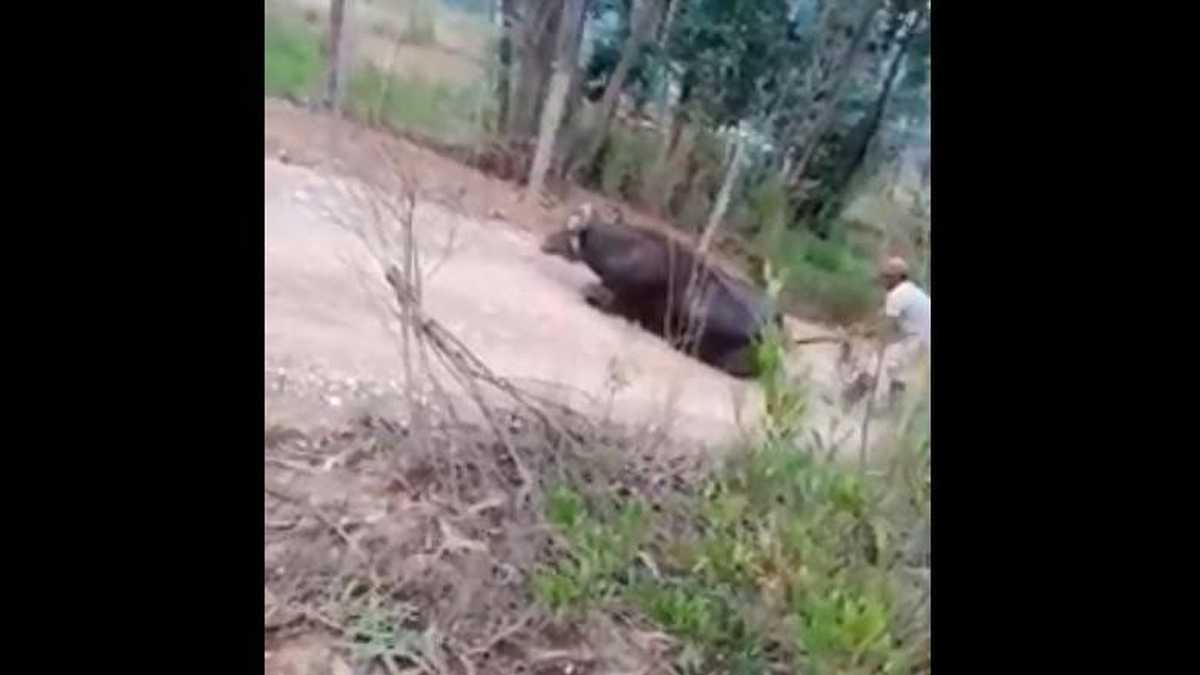 La indignación obedece a que el búfalo fue víctima de golpes, gritos e incluso mordidas, según la denuncia, por lo que se solicitó que se adelante una investigación contra los dos hombres que aparecen en el video.