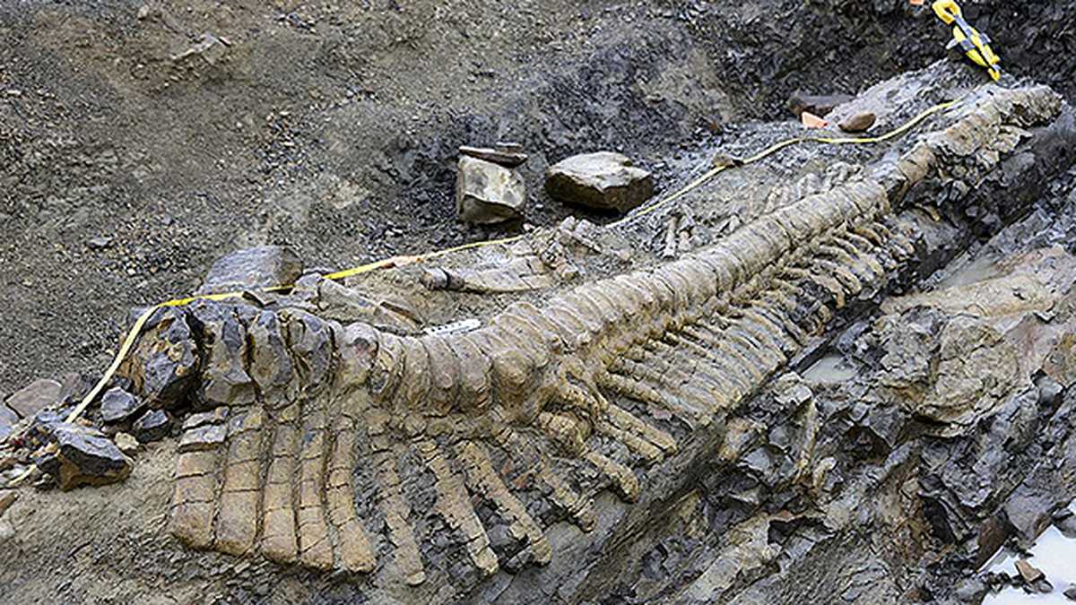 Científicos de Cambridge hallaron un fósil de milpiés gigantes de apróximadamente 326 millones de años.