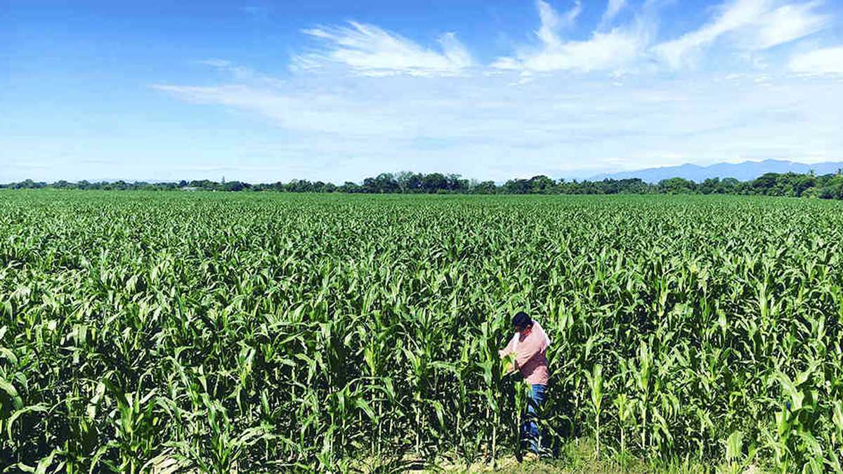 Entre 2003 y 2018 se han sembrado en el país 1,07 millones de hectáreas de algodón y maíz transgénico. 