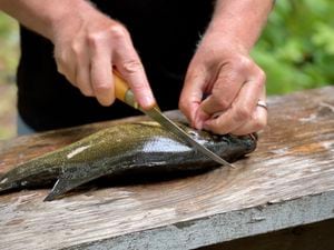 Las escamas del pescado contienen gran cantidad de colágeno que puede ser consumido o aplicado de forma tópica.