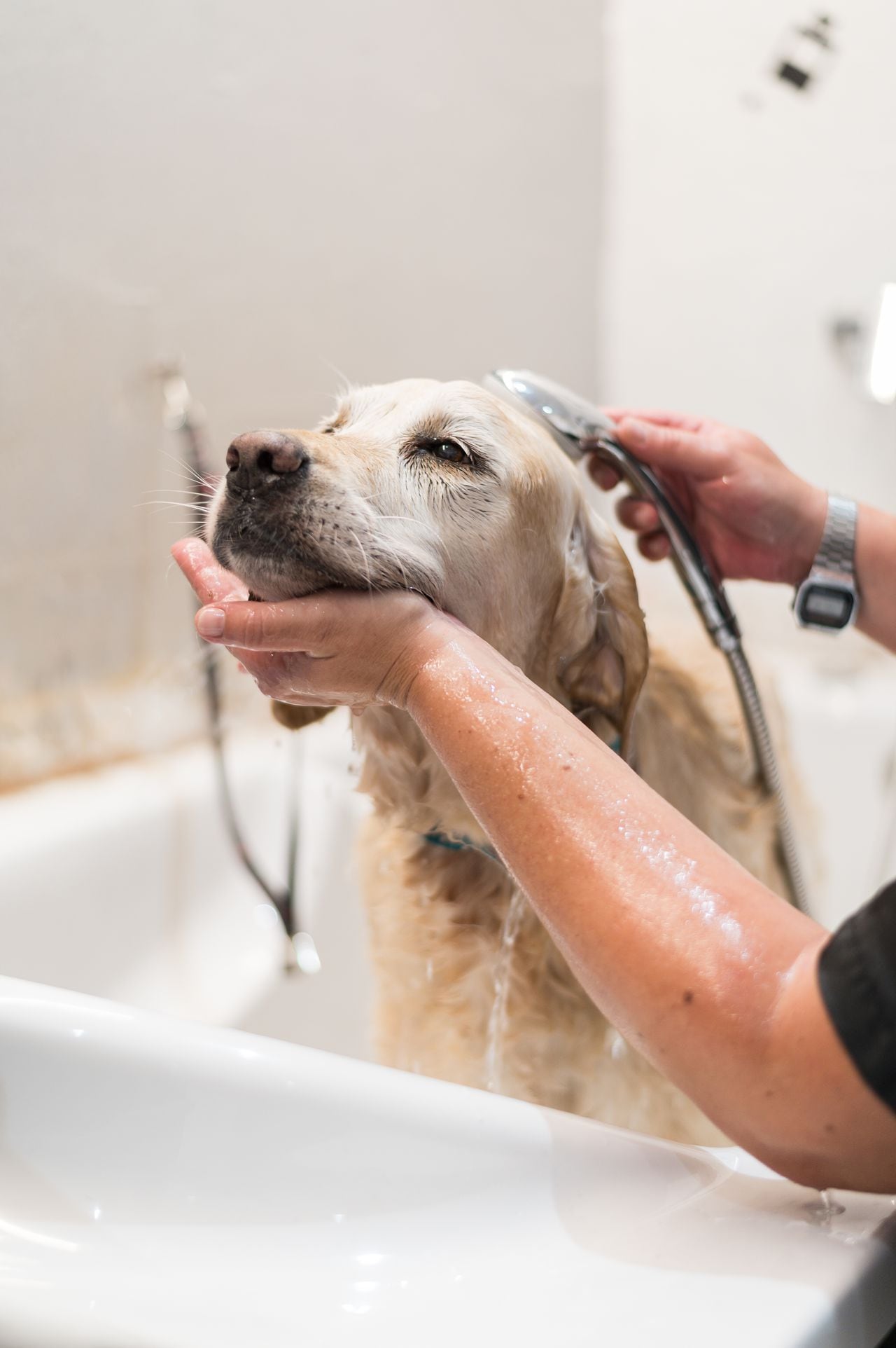 Manos de una mujer veterinaria bañando a un perro labrador.