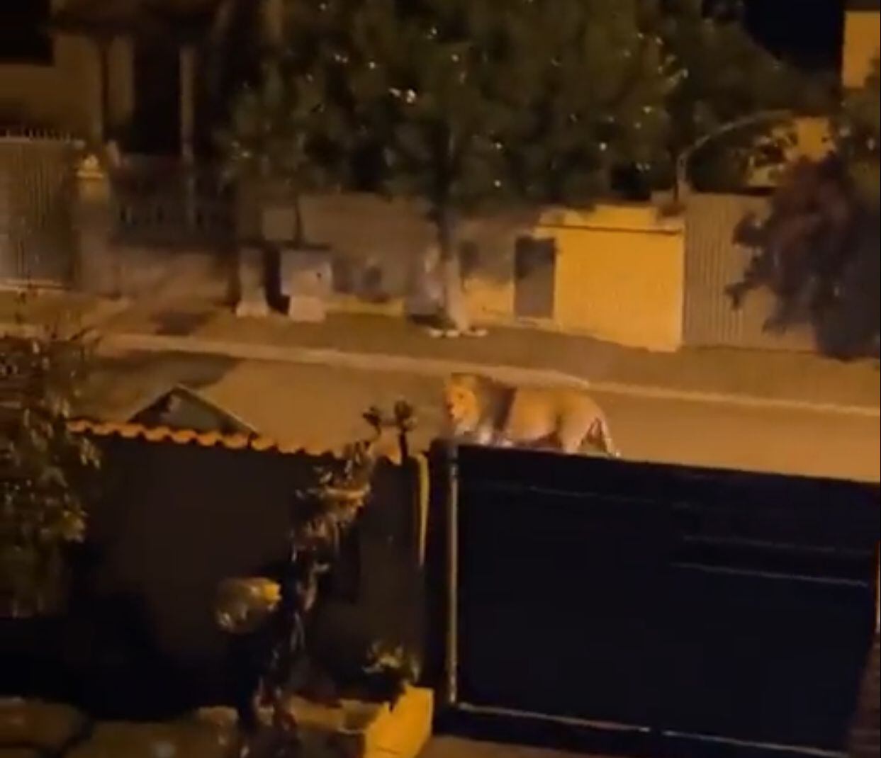 Una mujer logró captar en video el momento en el que el león pasa tranquilamente frente a su casa
