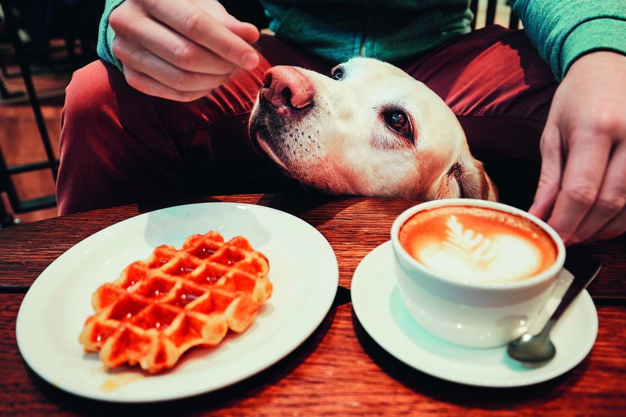 Young man with labrador retriever in the cafe. Curious dog under the table with sweet waffles and coffee.